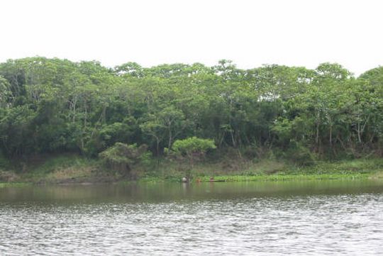 Ro bordeado por la selva amaznica