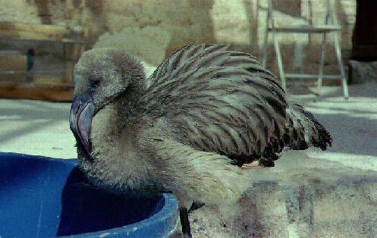 Jeune flamant soign  l'htel de sel