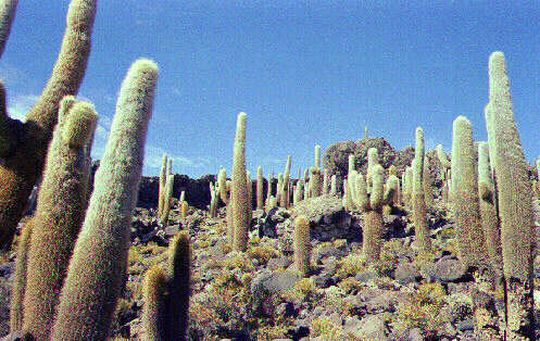 Cactus géants sur l'île des Pêcheurs Cactus géants sur l'île des Pêcheurs