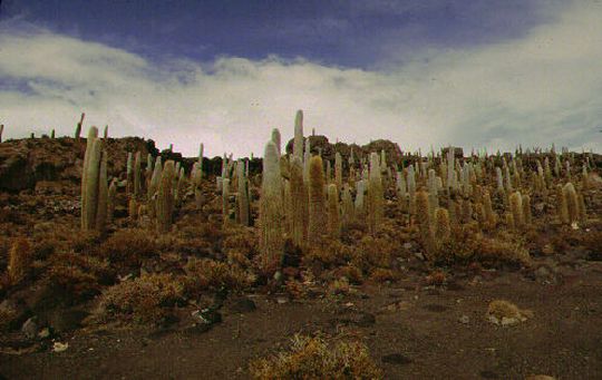 Cactus géants sur l'île des Pêcheurs Cactus géants sur l'île des Pêcheurs