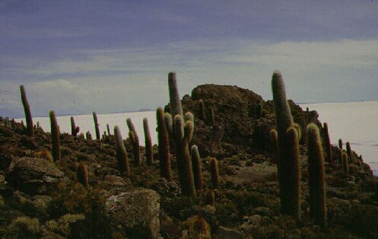 Cactus géants sur l'île des Pêcheurs Cactus géants sur l'île des Pêcheurs