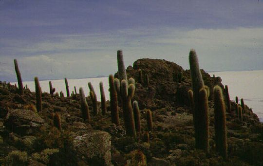 Cactus gants sur l'le des Pcheurs