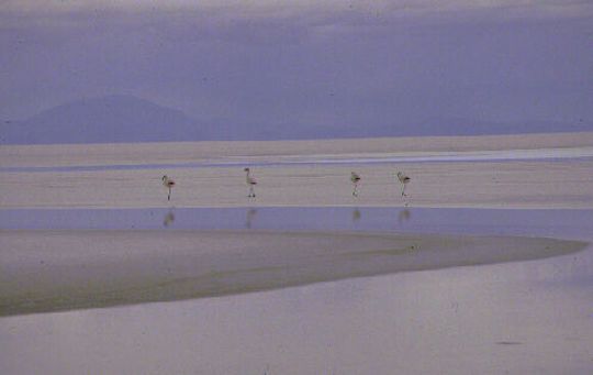 Flamants roses dans la lagune de Jirira