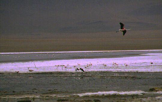 Flamants roses dans la lagune de Jirira