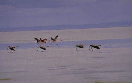 Flamants roses dans la lagune de Jirira