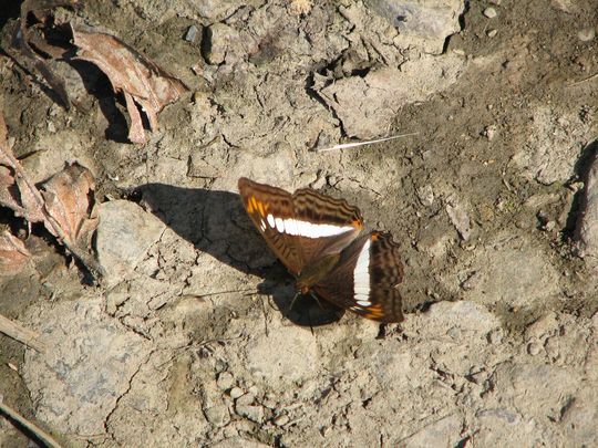 Mariposa de los Yungas