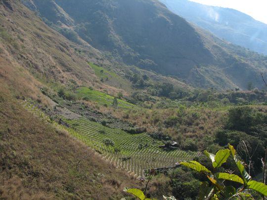 Plantations de coca