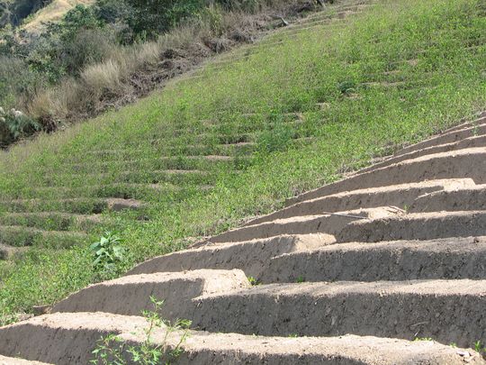 Plantaciones de coca Plantaciones de coca