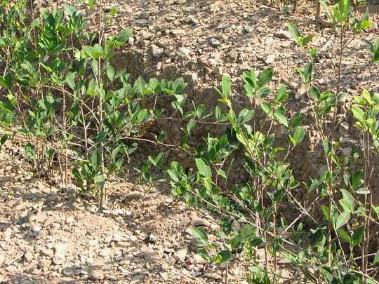 Plants de coca