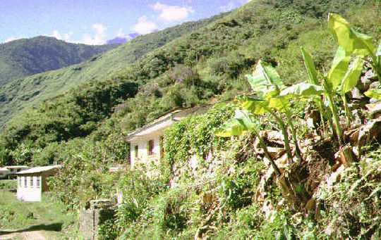 Yungas landscape, banana trees