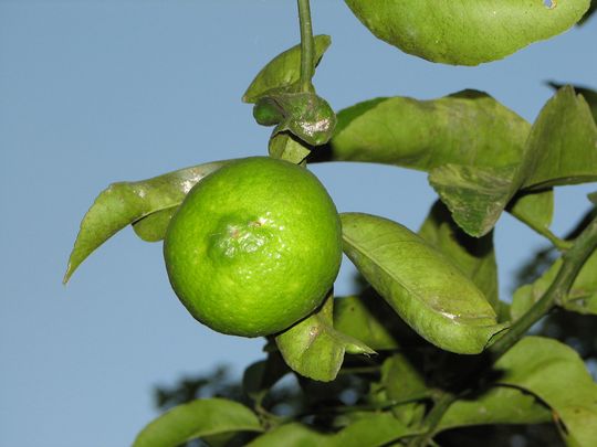 Variedades de cítricos: Limón Variedades de cítricos: Limón