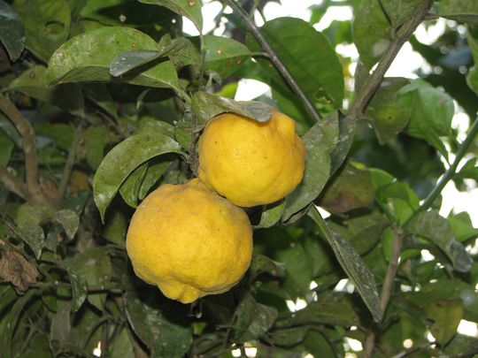 Variedades de cítricos: Lima limón Variedades de cítricos: Lima limón