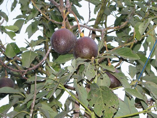 Paltas (aguacates) Paltas (aguacates)