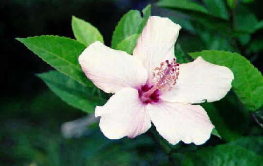 Hibiscus Hibiscus