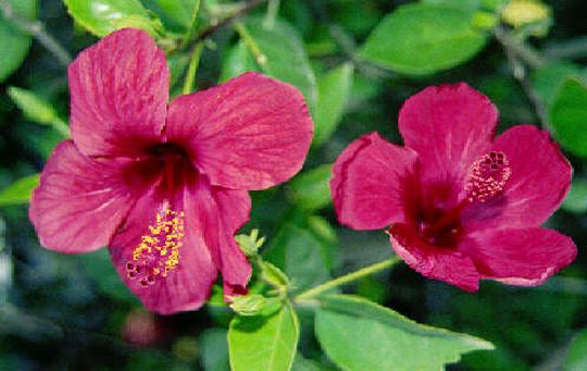 Hibiscus Hibiscus