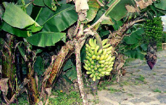 Racimo de plátanos Racimo de plátanos