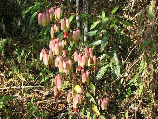 Una linda flor de los Yungas Una linda flor de los Yungas