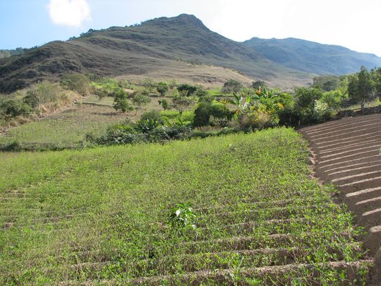 Coca plantation