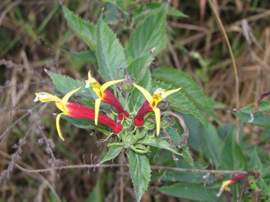 Una linda flor de los Yungas Una linda flor de los Yungas
