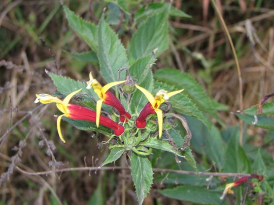 Une jolie fleur des Yungas