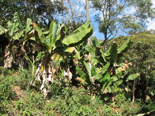 Banana plantation