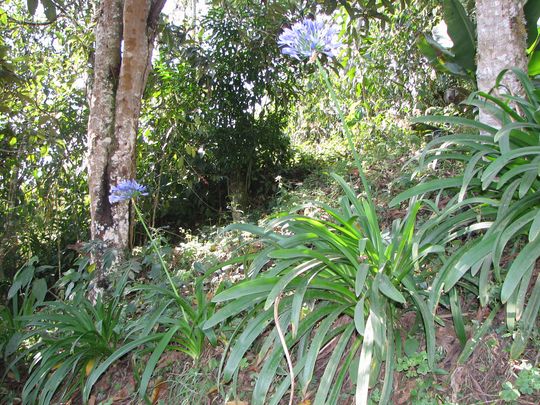 Una linda flor de los Yungas Una linda flor de los Yungas