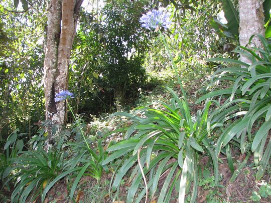 Une jolie fleur des Yungas