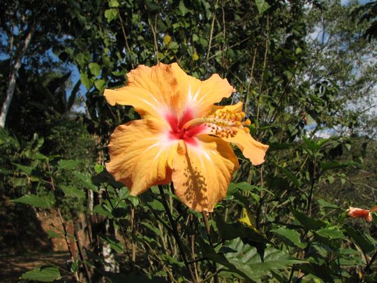 Hibiscus Hibiscus