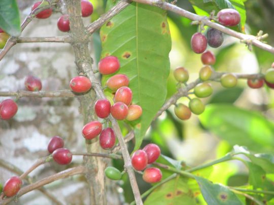 Granos de café Granos de café