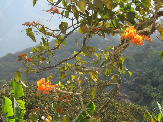 Fleurs de flamboyant