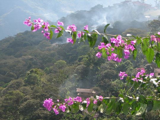 Bougainvillea Bougainvillea