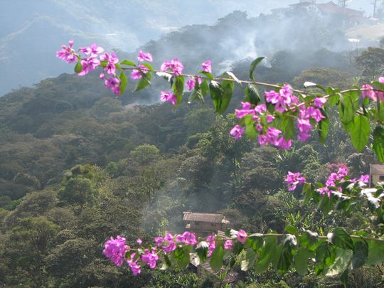 Bougainvillier