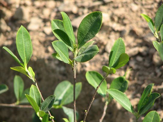 Coca leaves