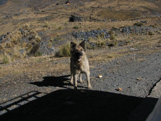 Un pedazo de pan para los perros, como un buen augurio