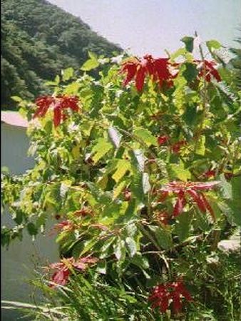 Flor de Pascua (Poinsettia)